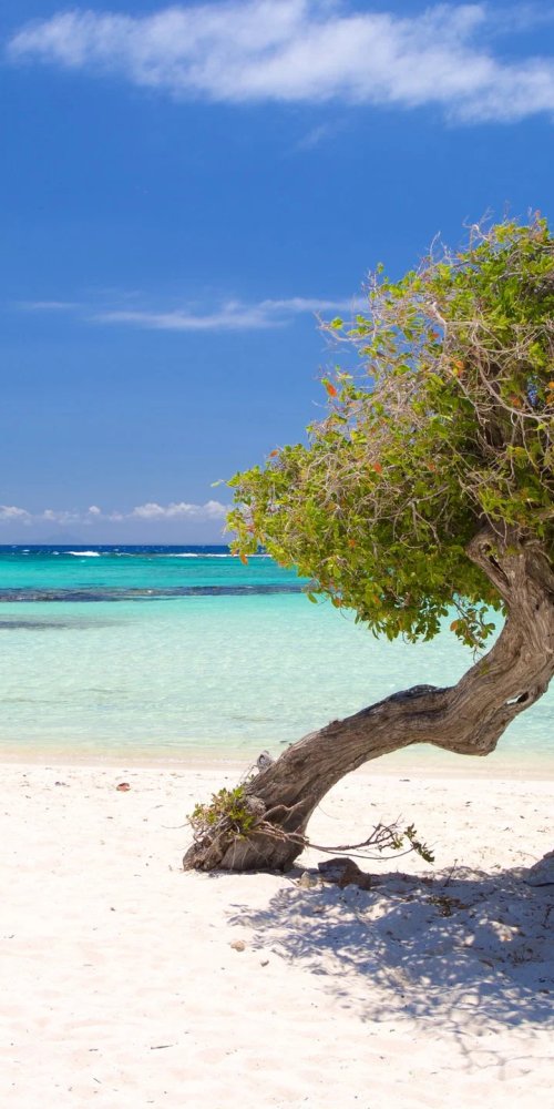 Bicycle against Aruba streetscape